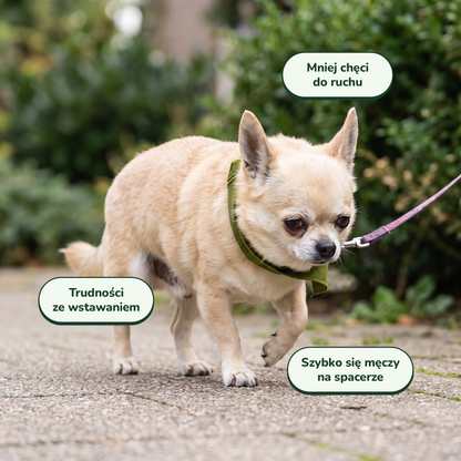 Hip & Joint Chews